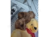 Erkek Toy Poodle Yavru