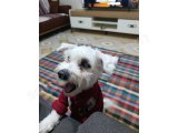Ailemizin Gözbebeği Oyuncu ve Eğitimli Maltese Terrier Kızımız